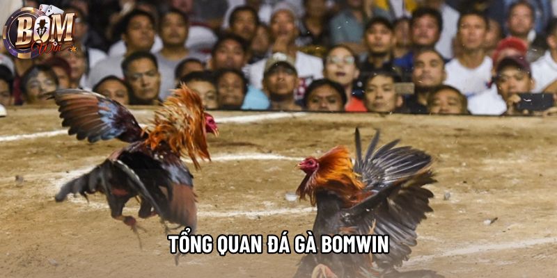 Tổng quan đá gà bomwin